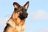 BERGER ALLEMAND 561